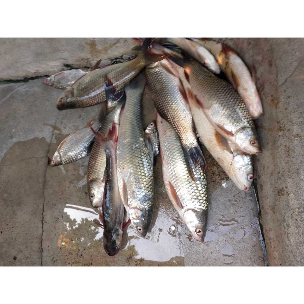 ครีมกะทิ ร้อยลี้ | หัวเชื้อตกปลา เหยื่อตกปลา หอม หวาน มัน