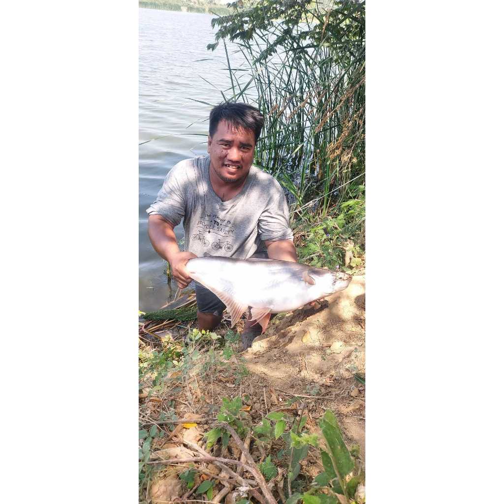 ครีมกะทิ ร้อยลี้ | หัวเชื้อตกปลา เหยื่อตกปลา หอม หวาน มัน