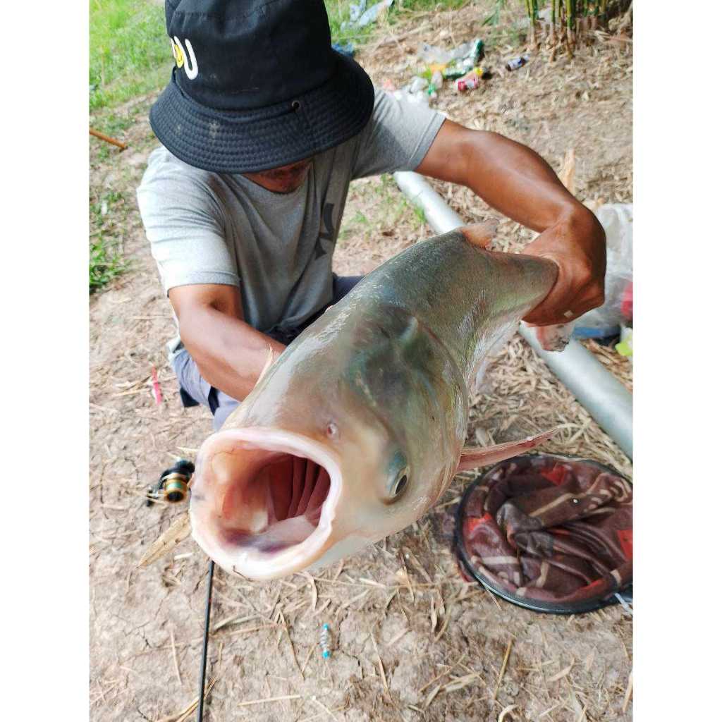 ครีมกะทิ ร้อยลี้ | หัวเชื้อตกปลา เหยื่อตกปลา หอม หวาน มัน